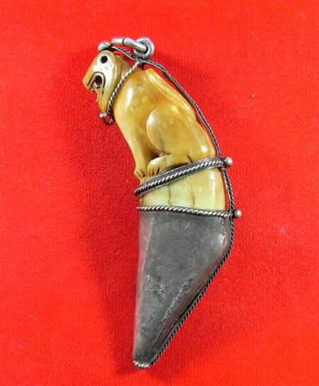 Rare amulet B.E.2503 tiger Bengal fang amulet with silver casing by LP Sai in big size (GOD430)